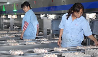 雞蛋噴碼機 雞蛋噴碼機